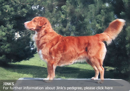 Jinks