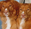 Show winning duck tollers
